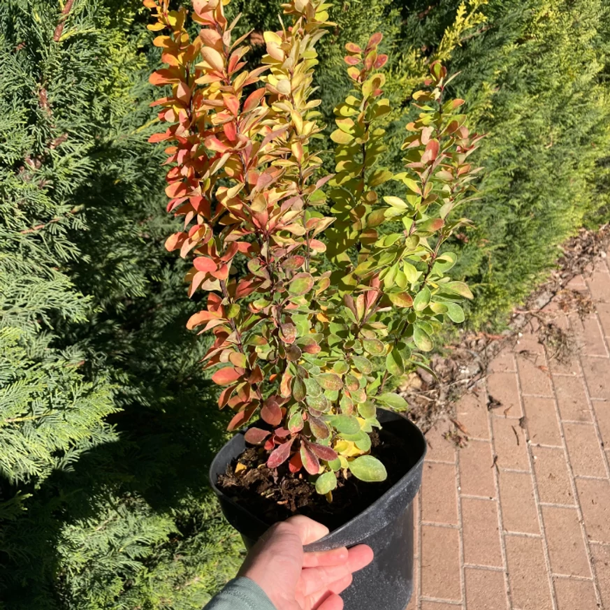 Arbuștul ornamental Berberis thunbergi.