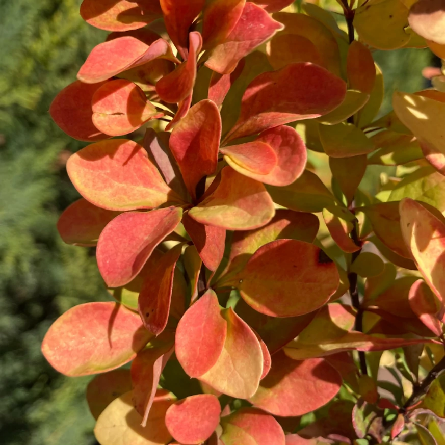 Berberis thunbergii - Drăcilă columnară galbenă