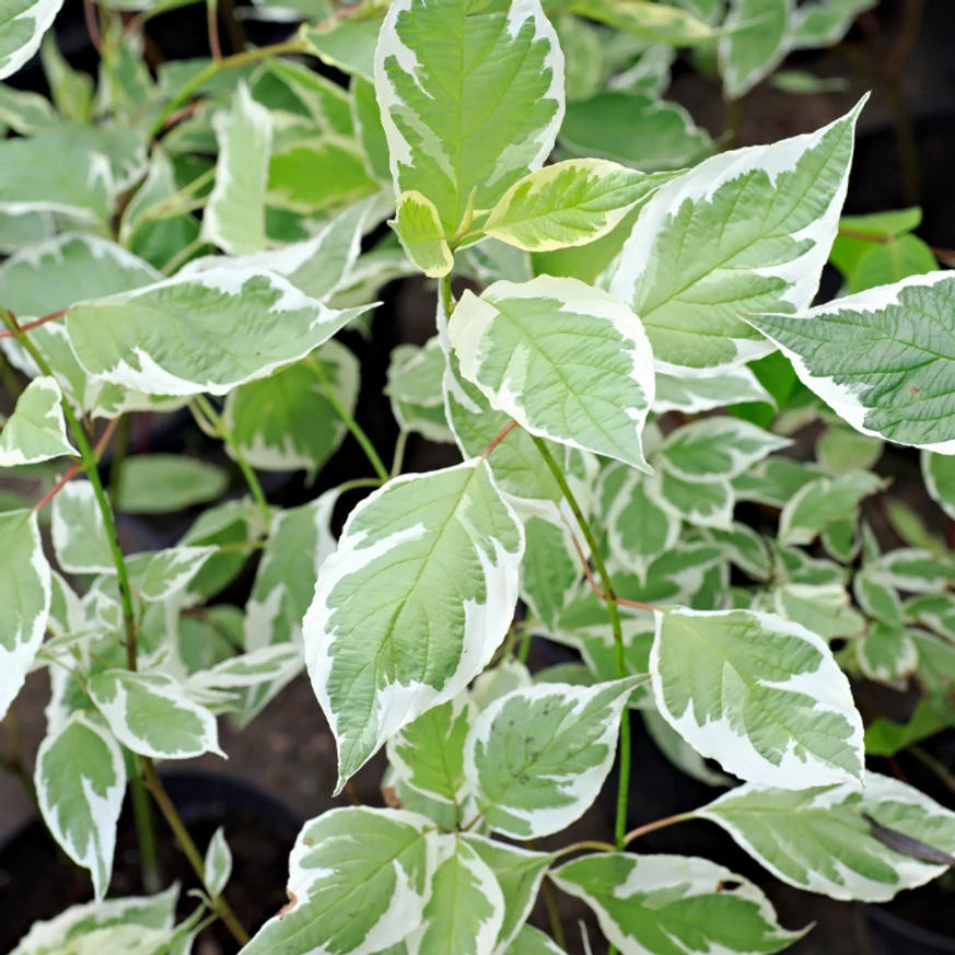 Frunzele plantei Cornus alba Sibirica Variegata de aproape. 