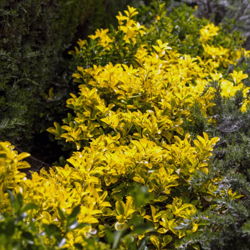 Euonymus plantat într-un rând.