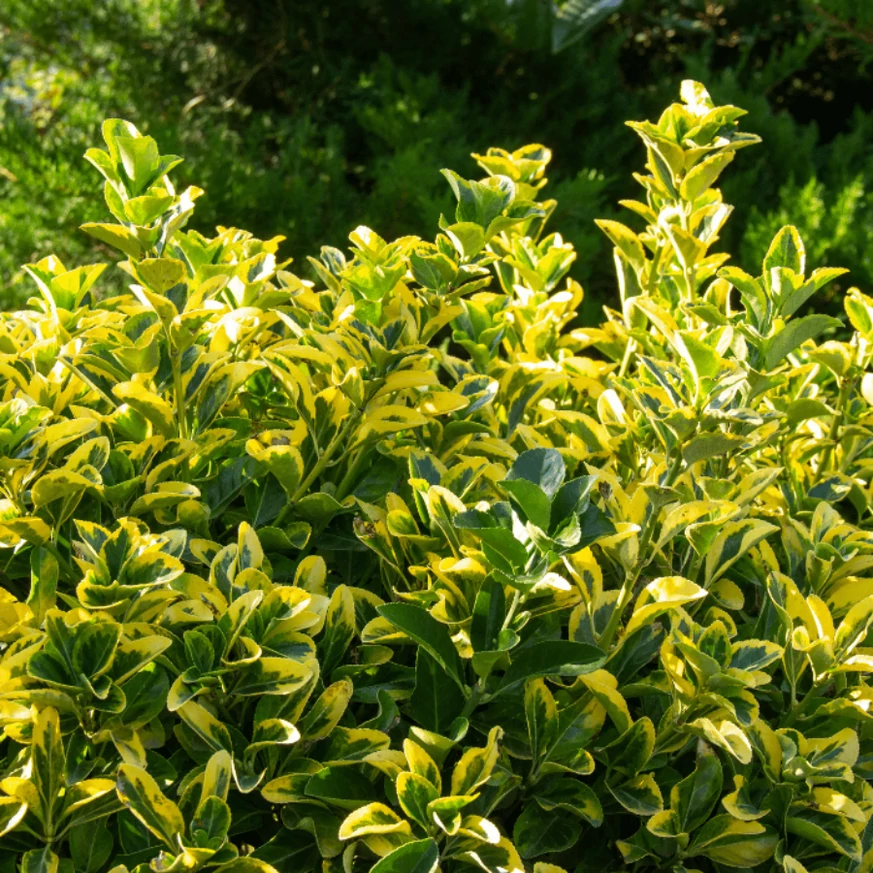 Frunzele aurii ale plantei Euonymus japonicus.