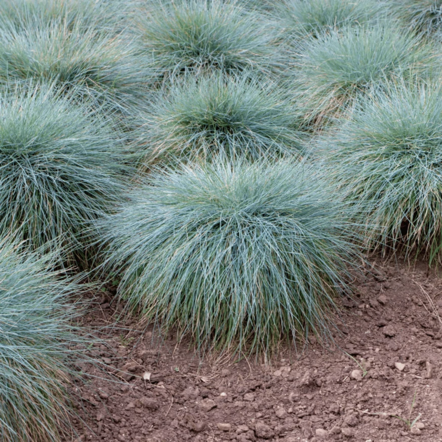Festuca glauca plantat în grupuri.