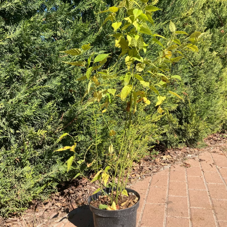 Kerria japonica Golden Guinea la ghiveci. 