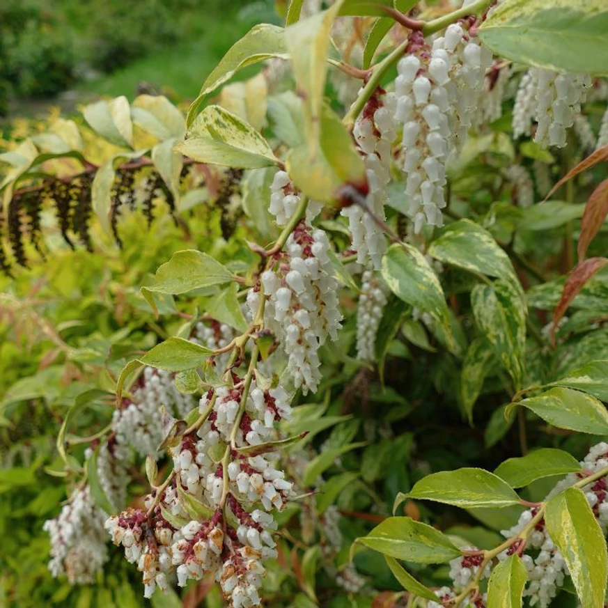 Leucothoe Makijaz înflorește abundent. 