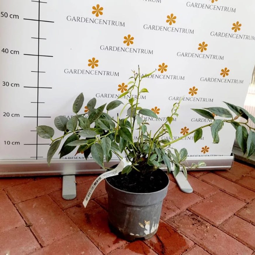 Leucothoe Makijaz în pepiniera noastră în luna iulie. 