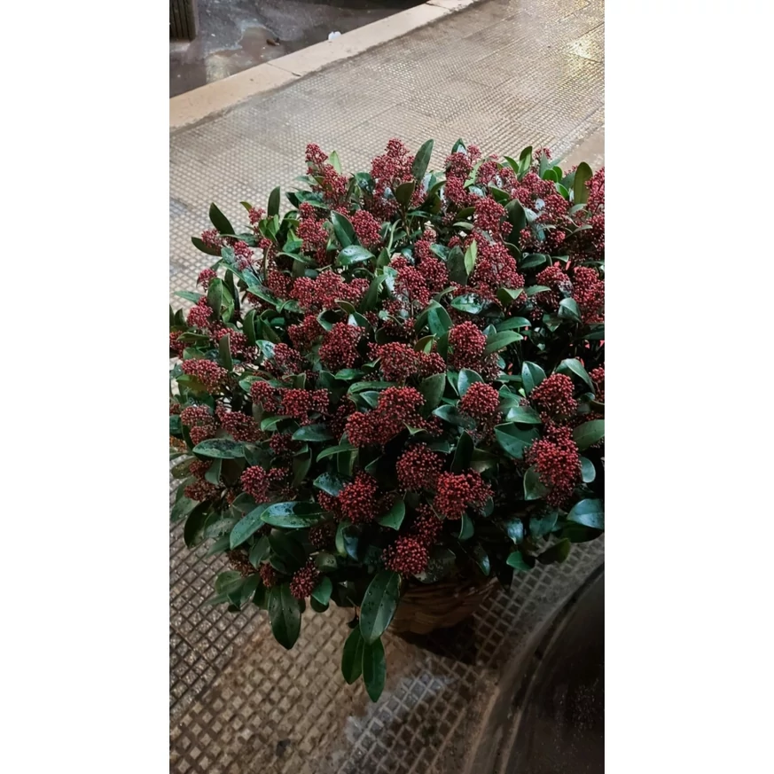 Skimmia japonica Rubella oferă o priveliște minunată. 