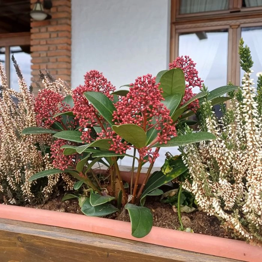 Skimmia japonica Rubella - Liliac japonez