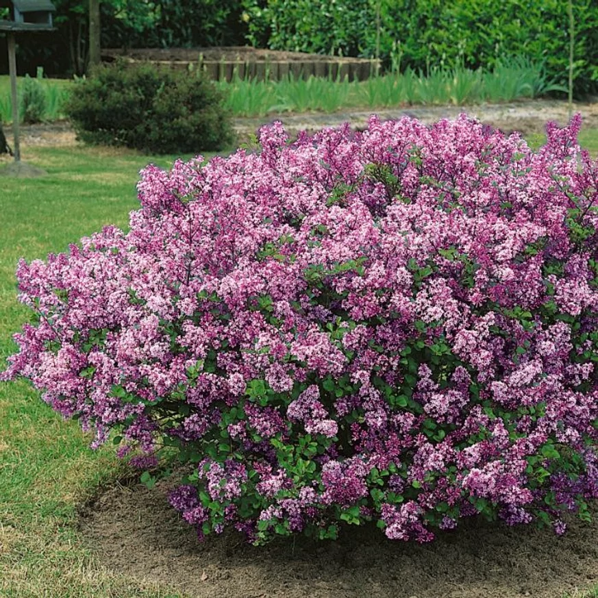 Liliac pitic înflorit. 