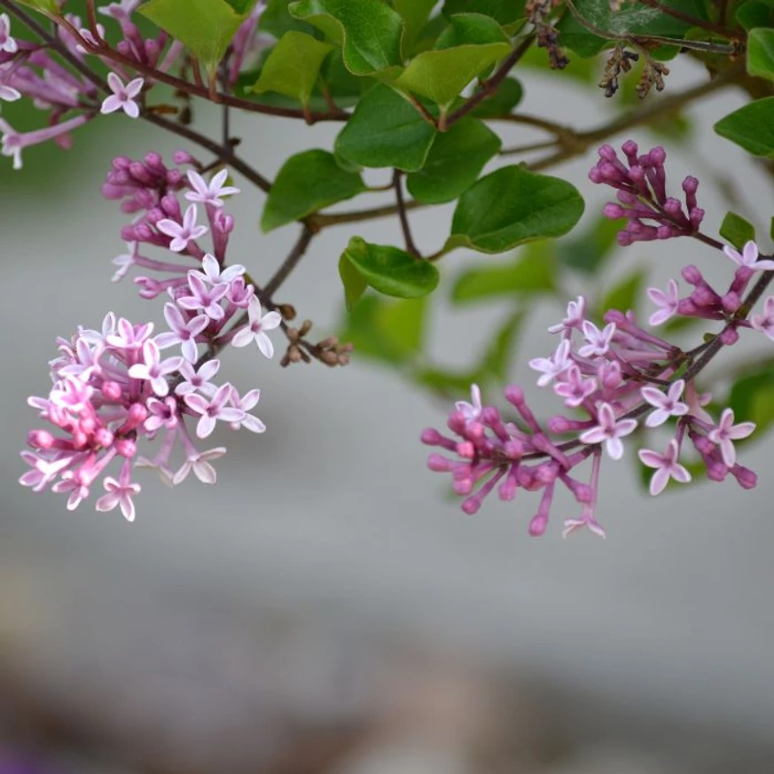 Syringa meyeri Palibin la începutul înfloririi. 