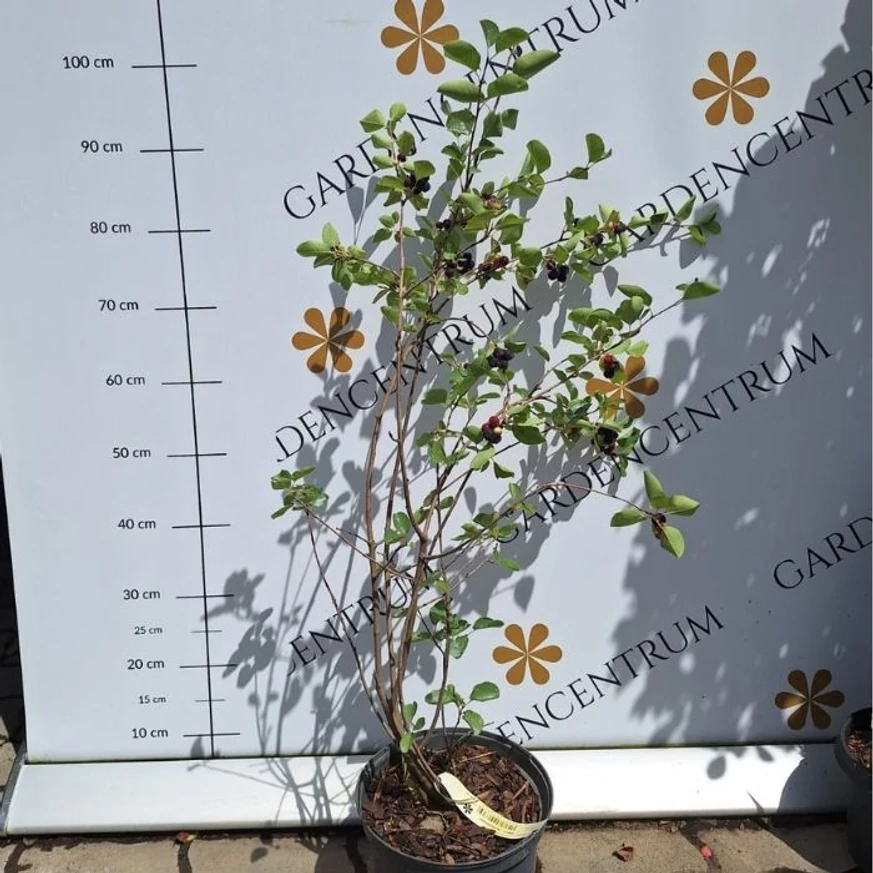 Amelanchier alnifolia C2 - Afin canadian