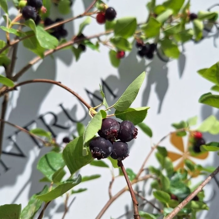 Amelanchier alnifolia C2 - Afin canadian
