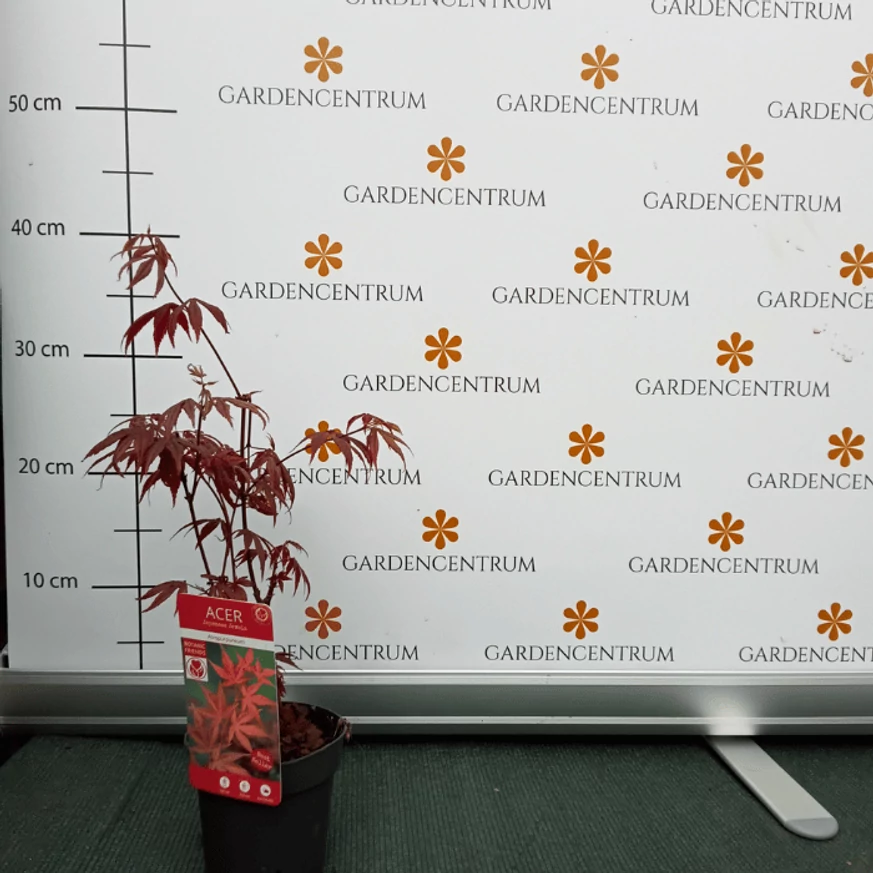 Acer palmatum Atropurpureum P10,5 -  Arțar japonez roșu