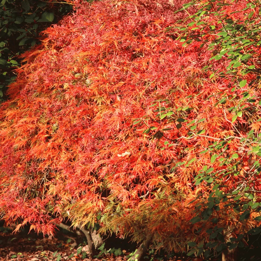 Acer palmatum Atropurpureum P10,5 -  Arțar japonez roșu