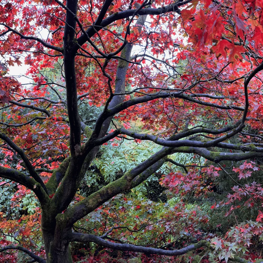 Acer palmatum Atropurpureum P10,5 -  Arțar japonez roșu