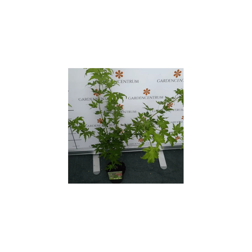 Arțar japonez Green Globe în pepiniera noastră. 