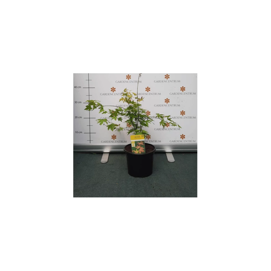 Arțar japonez Orange Dream într-un ghiveci de 2 litri, în pepiniera noastră. 