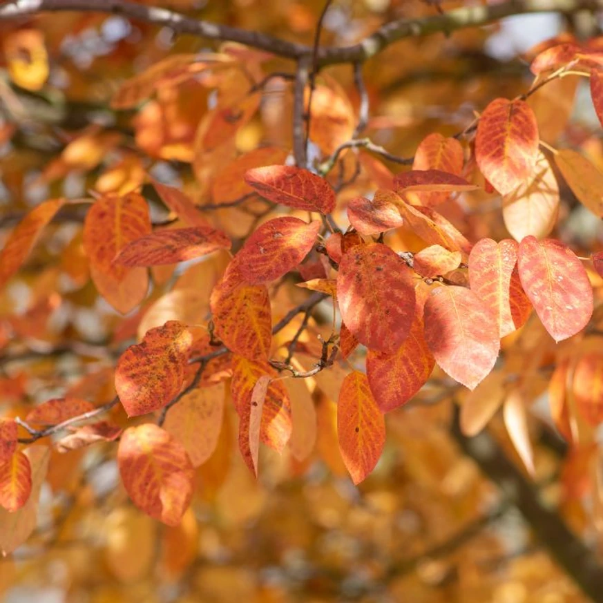 Amelanchier alnifolia C2 - Afin canadian