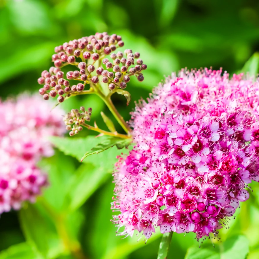 Spiraea japonica Anthony Waterer este un arbust decorativ care înflorește săptămâni întregi.