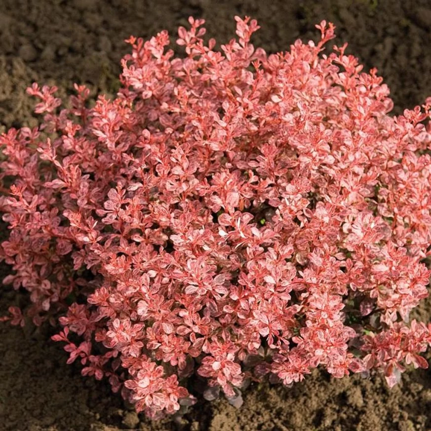 Berberis thunbergii Inspiration K3 - Drăcilă japoneză