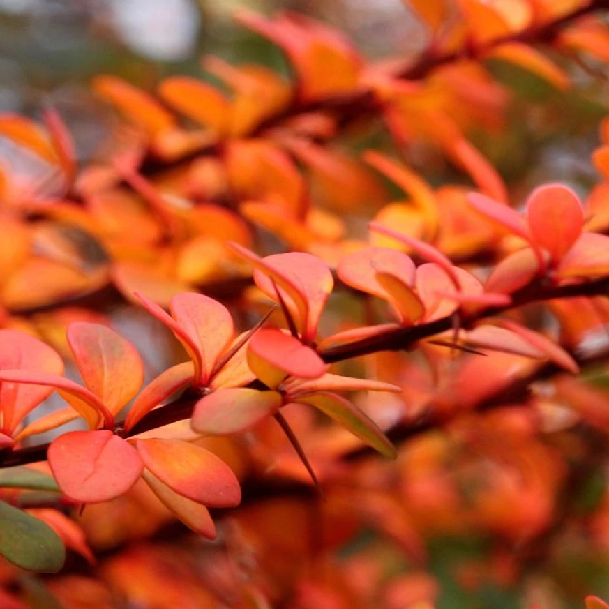 Berberis thunbergii Orange Rocket - Drăcilă columnară portocalie