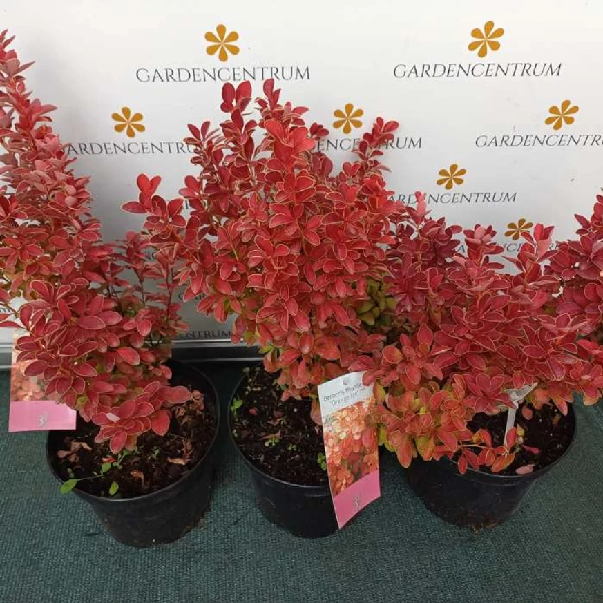 Berberis thunbergii Orange Ice C3 - Drăcilă portocalie