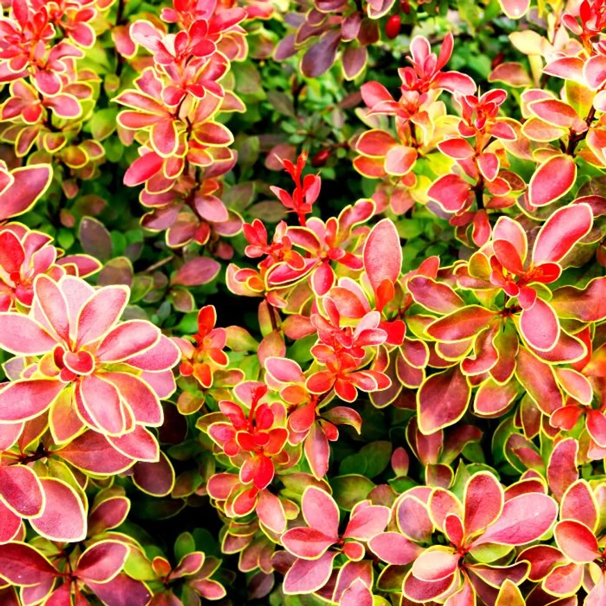 Berberis thunbergii Orange Ice C3 - Drăcilă portocalie