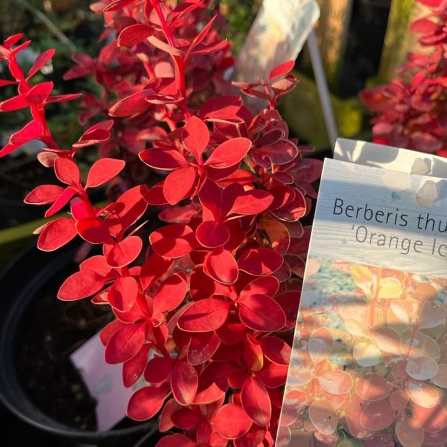 Berberis thunbergii Orange Ice C3 - Drăcilă portocalie