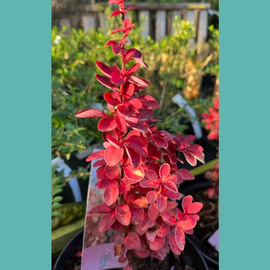 Berberis thunbergii Orange Ice C3 - Drăcilă portocalie
