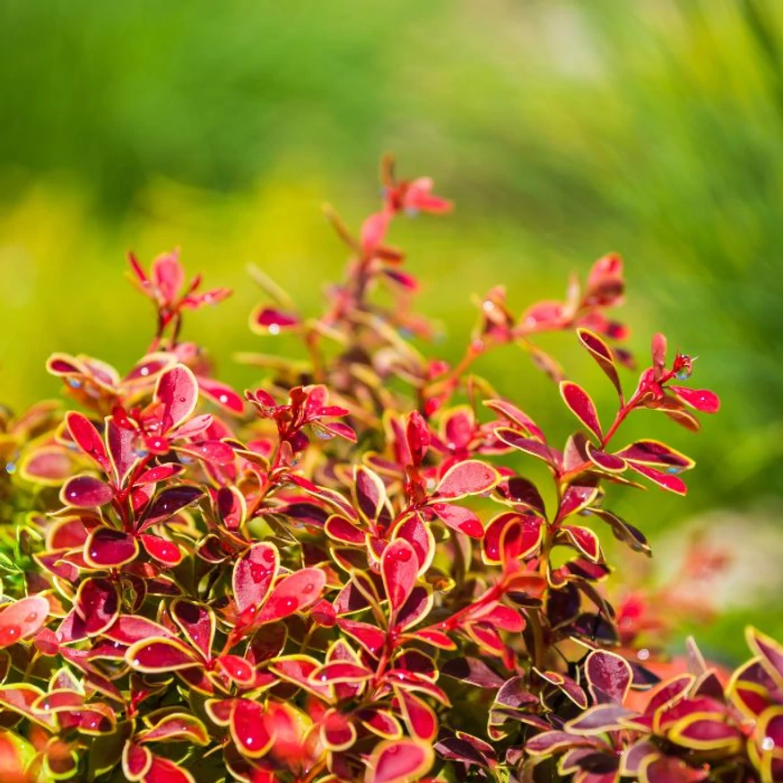 Berberis thunbergii Orange Ice C3 - Drăcilă portocalie