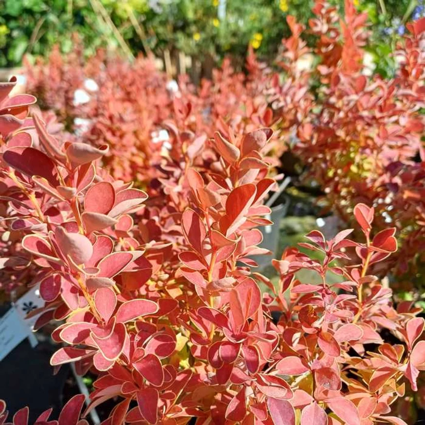 Berberis thunbergii Orange Ice C3 - Drăcilă portocalie