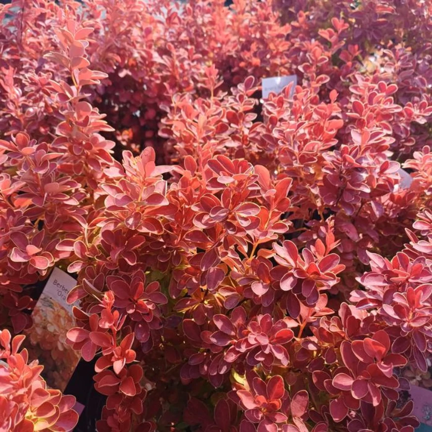 Berberis thunbergii Orange Ice cu frunziș colorat în pepiniera noastră. 