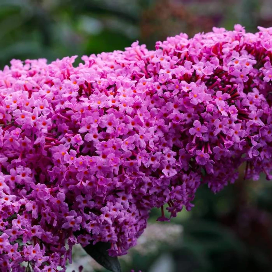Inflorescența liliacului de vară Buddleia davidii Pink Delight de aproape. 