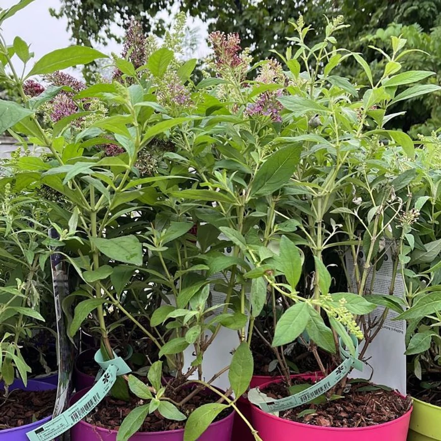 Plantele noastre de Buddleja în luna septembrie.