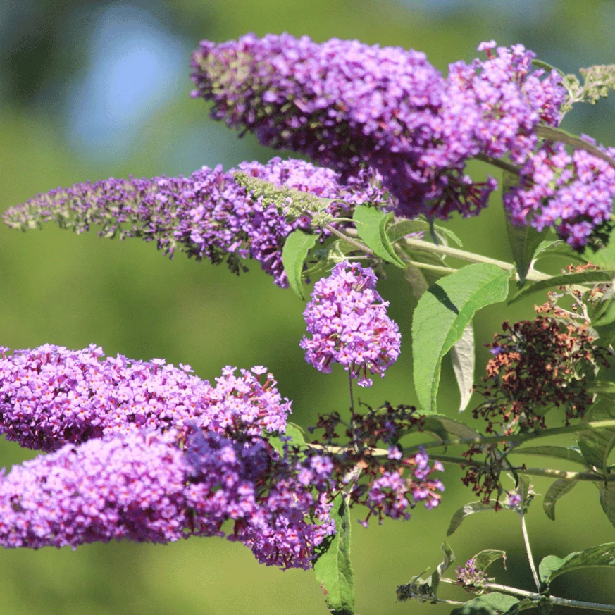 Buddleja davidii pitic are inflorescențe alungite. 