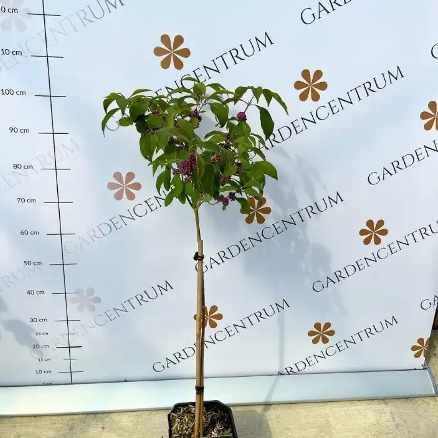 Callicarpa pe trunchi înalt, în pepiniera noastră. 