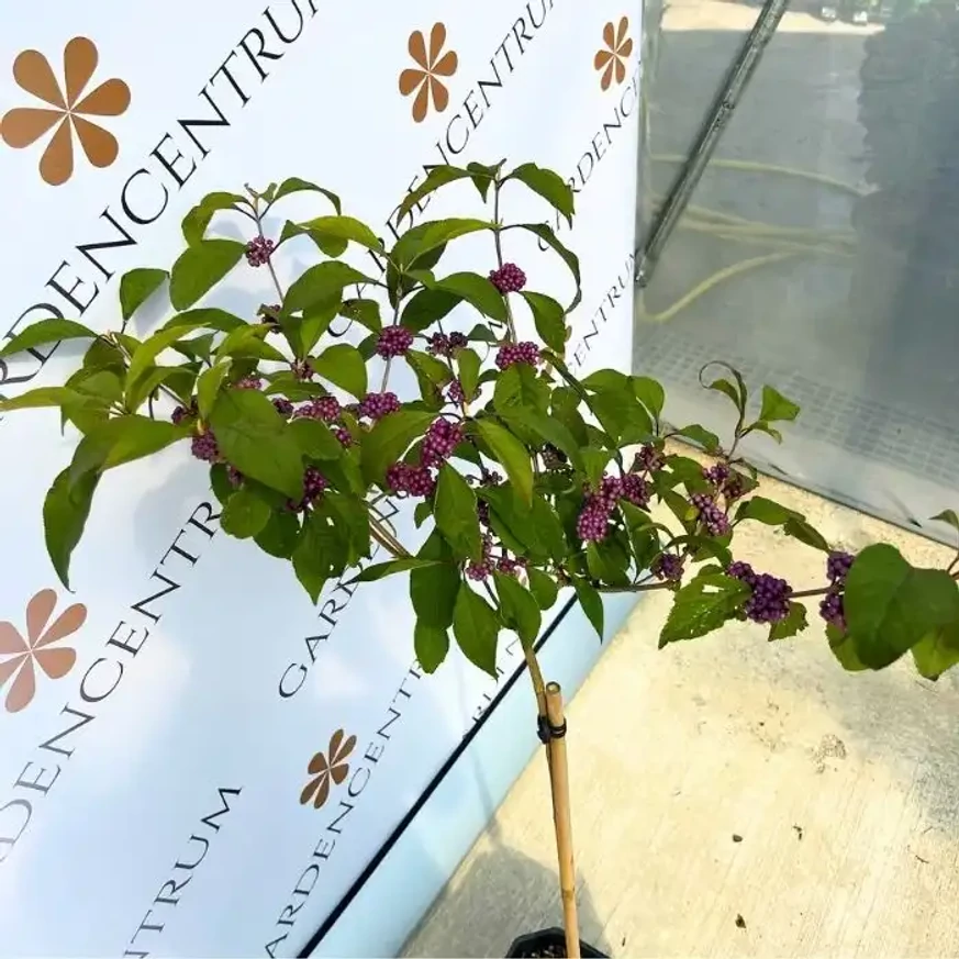 Callicarpa pe trunchi înalt de 60 cm. 