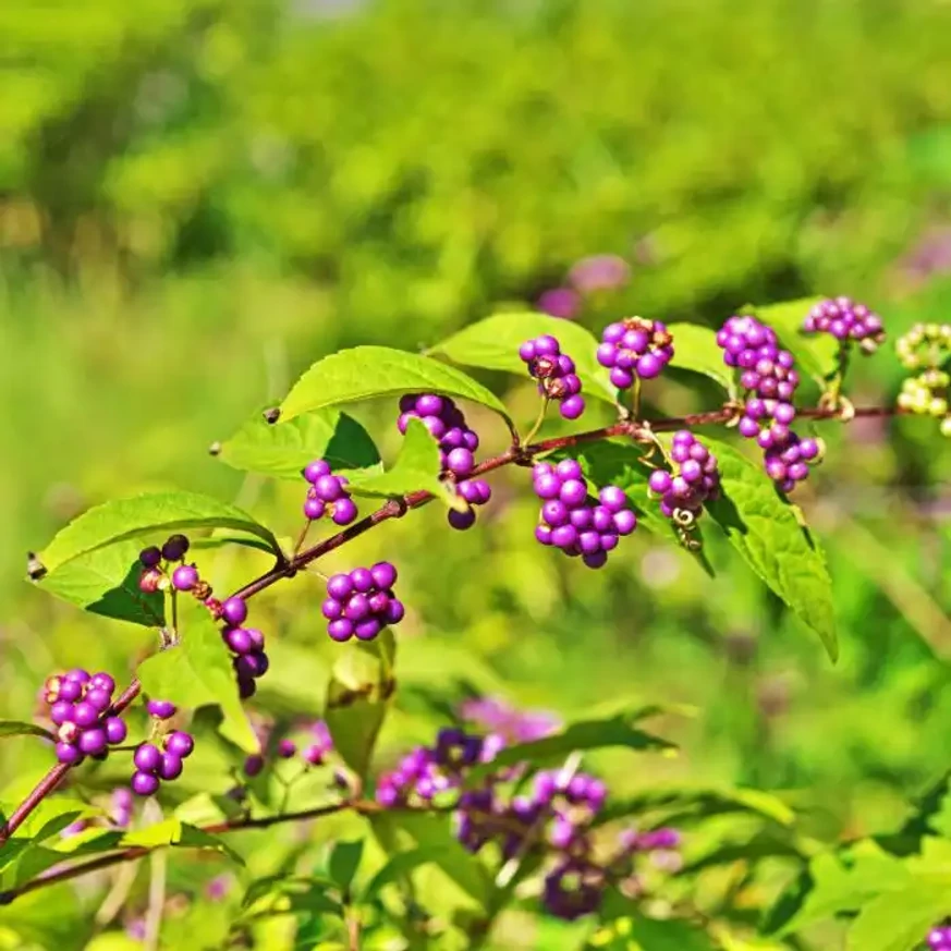 Frunzele și fructele colorate ale arbustului Callicarpa bodinieri Profusion, la începutul toamnei. 