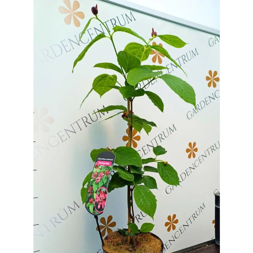 Calycanthus raulstonii Hartlage Wine K3 - Garofiță piperată, copacul orhidee