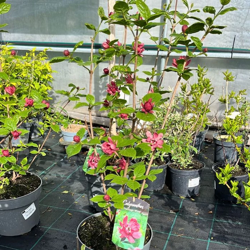 Calycanthus raulstonii Hartlage Wine K3 - Garofiță piperată, copacul orhidee