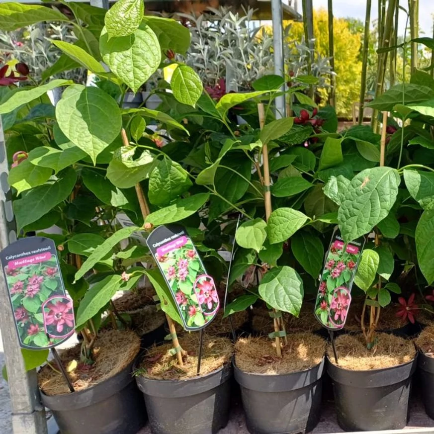 Calycanthus raulstonii Hartlage Wine K3 - Garofiță piperată, copacul orhidee