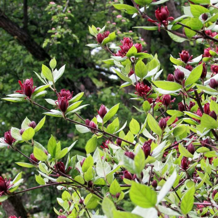 Arbustul Calycanthus floridus în timpul înfloririi. 