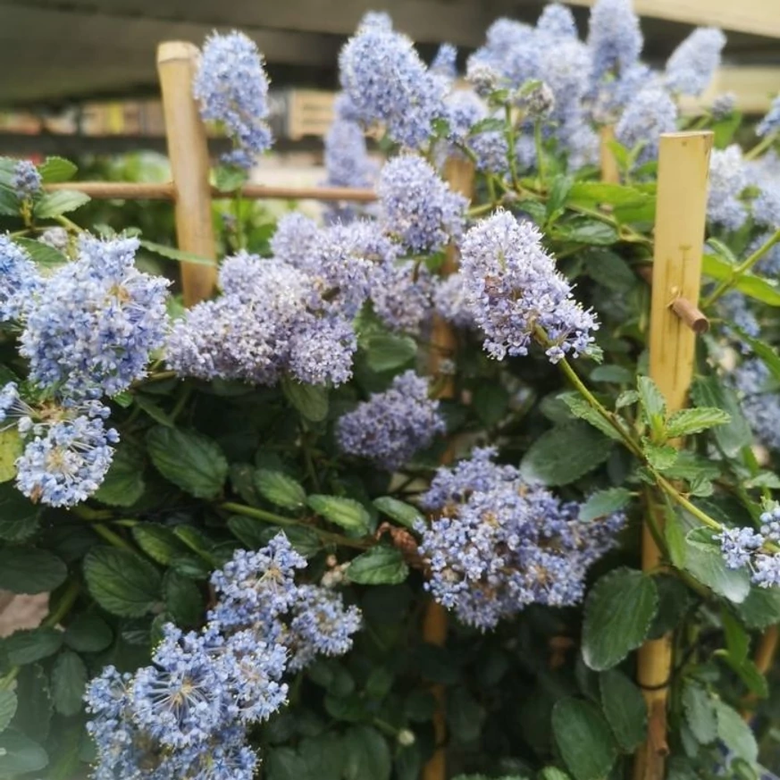 Planta Ceanothus thyrsiflorus înflorește abundent în aprilie în pepiniera noastră.