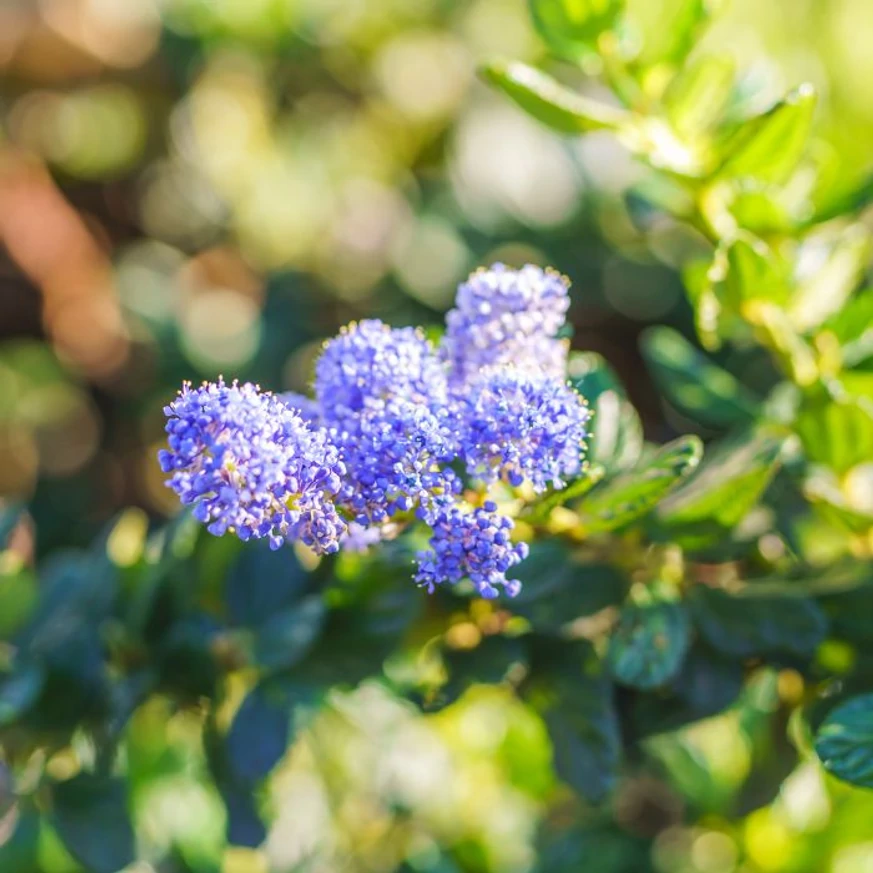 Liliacul californian produce flori albastre strălucitoare în primăvară.