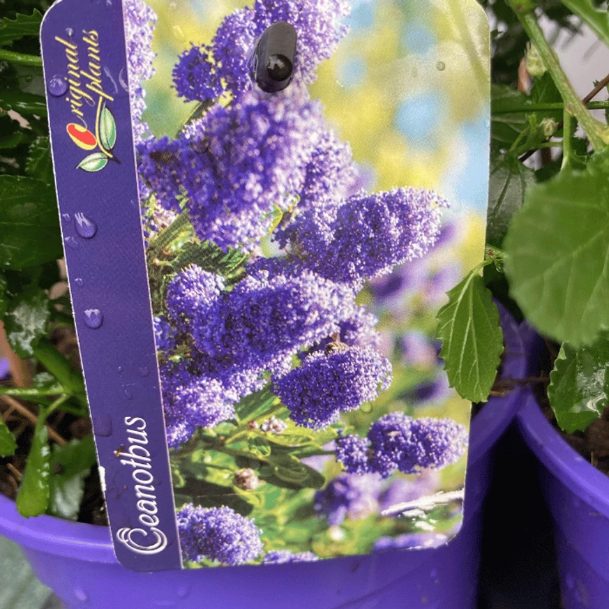 Eticheta plantei Ceanothus la pepiniera noastră. 
