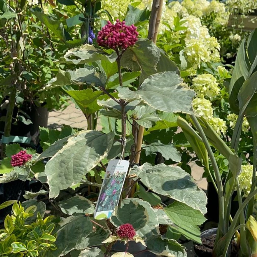Aspectul arbustului Clerodendrum bungei în luna iulie.