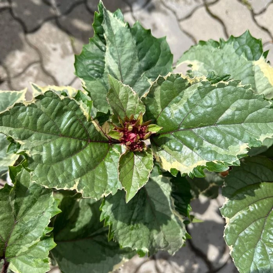 Frunzișul plantei Clerodendrum.