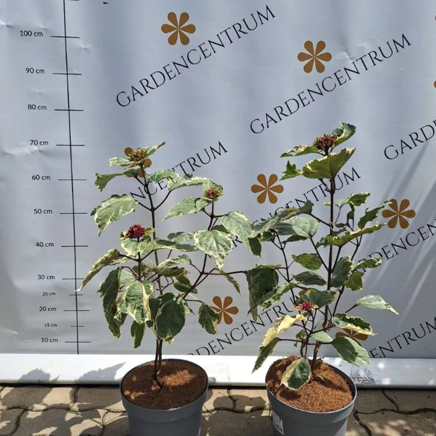 Aspectul arbustului Clerodendrum în pepiniera noastră.