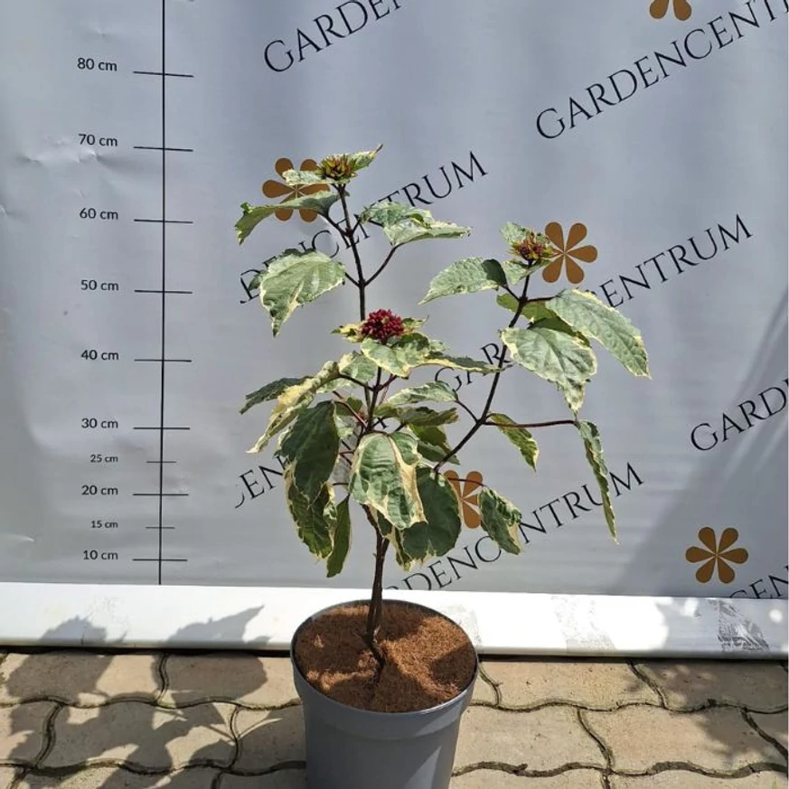 Clerodendrum bungei în ghiveci în pepiniera noastră.