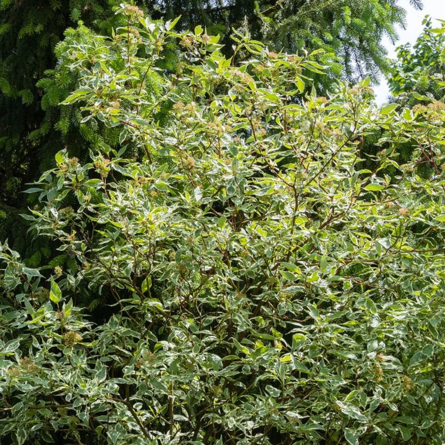 Forma și aspectul la maturitate al Cornus alba Elegantissima.