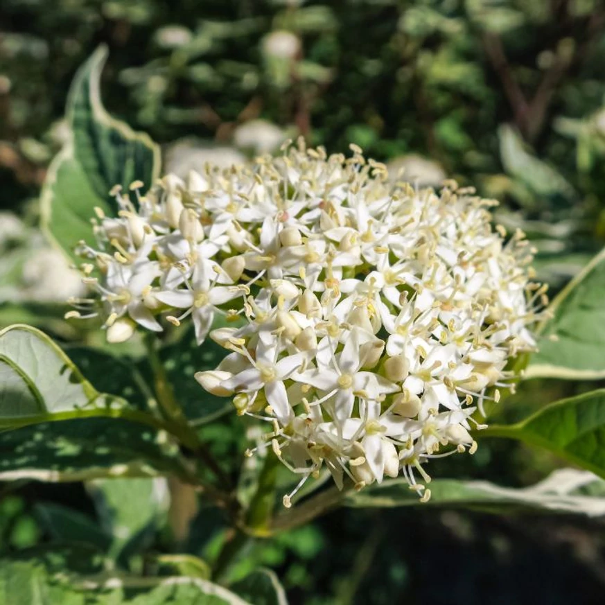 Inflorescența cornului variegat Cornus alba Elegantissima.